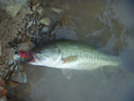 チャターベイトで