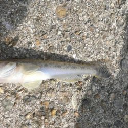 チャリ子釣れた。