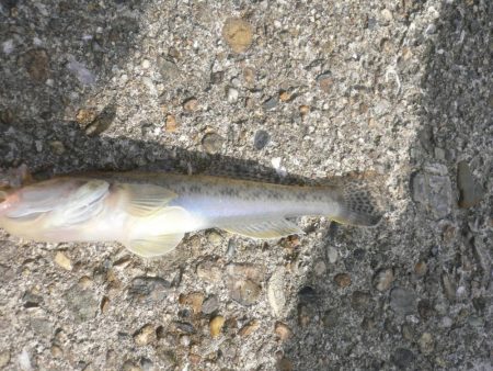 チャリ子釣れた。