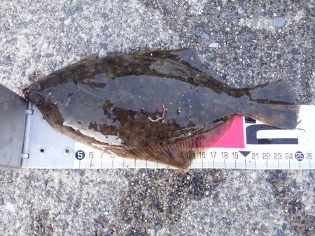 カレイ（投げ釣り）