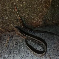 アナゴ（投げ釣り）