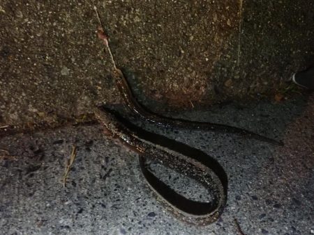 アナゴ（投げ釣り）