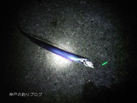 タチウオのウキ釣り