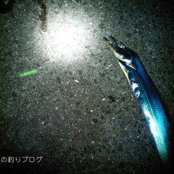 タチウオ・アオリイカ・マイワシ