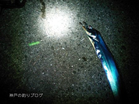 タチウオ・アオリイカ・マイワシ