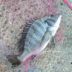 久々ウキフカセ