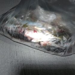 夕マズメのアジ爆釣と太刀魚少々