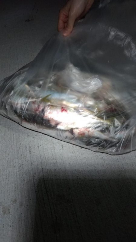 夕マズメのアジ爆釣と太刀魚少々