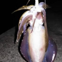 エギングと浮き釣り