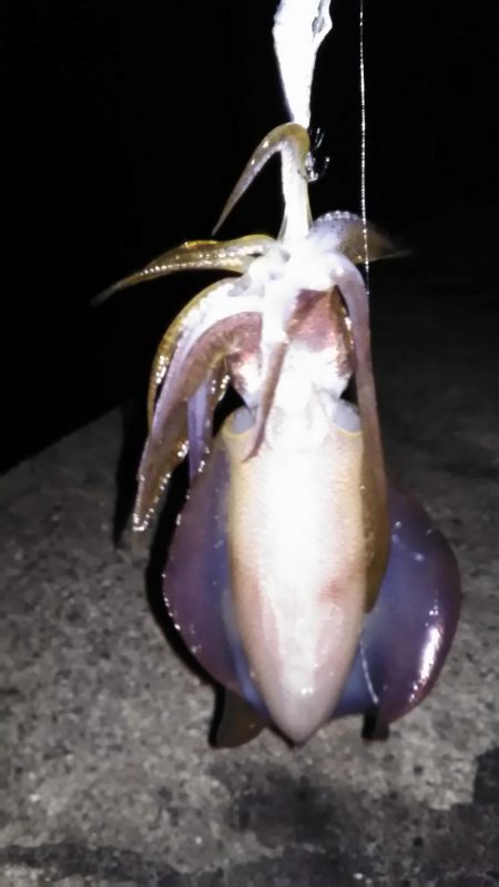 エギングと浮き釣り