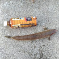 サビキからの飲ませ、そして太刀魚