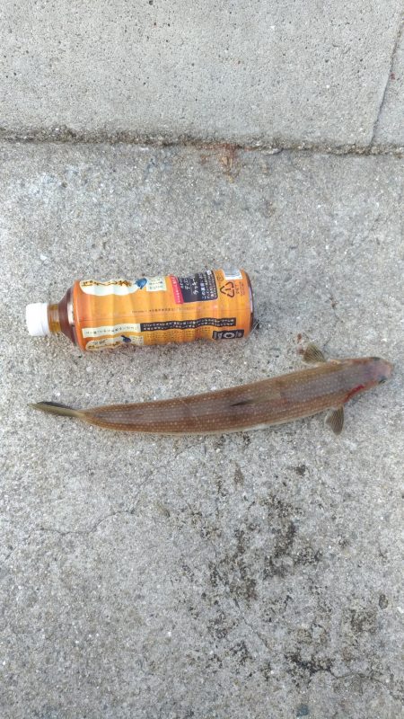 サビキからの飲ませ、そして太刀魚