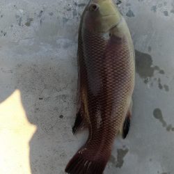 早朝太刀魚からのサビキ、のませ釣り