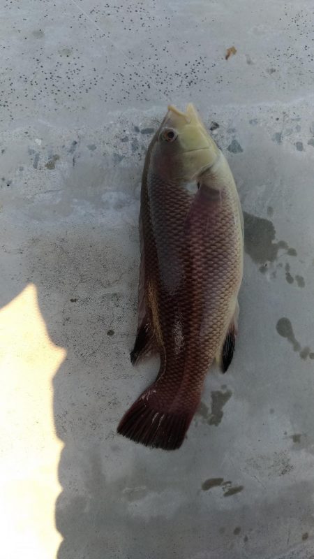 早朝太刀魚からのサビキ、のませ釣り