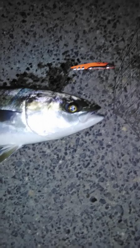 メジロ初のゲット