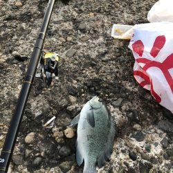 グレ釣り　