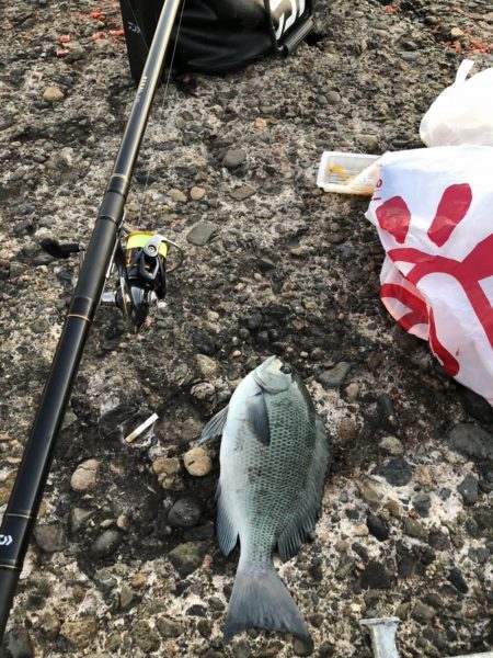 グレ釣り　