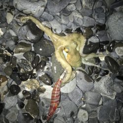 石津浜　アオリイカ　キス　湾内は太刀魚