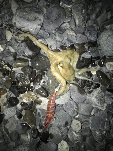 石津浜　アオリイカ　キス　湾内は太刀魚