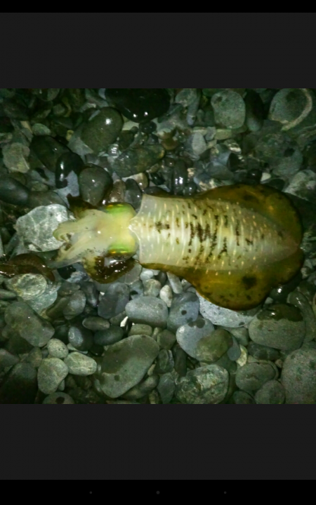 石津浜海岸 エギング