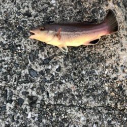 カワハギを求めて…