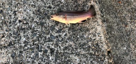 カワハギを求めて…