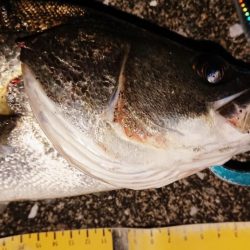 夕練シーバス狙い