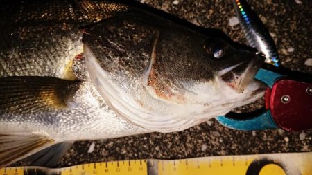 夕練シーバス狙い