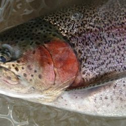 豪雨のアクアヘヴン良型レインボー連発!