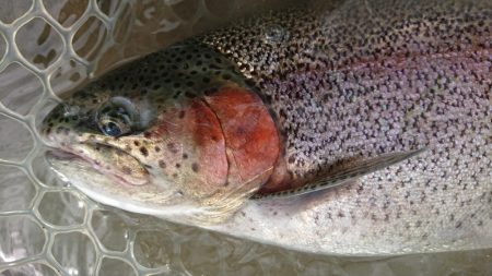 豪雨のアクアヘヴン良型レインボー連発!