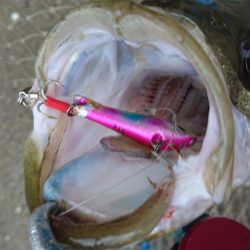 自分だけシーバス狙い！