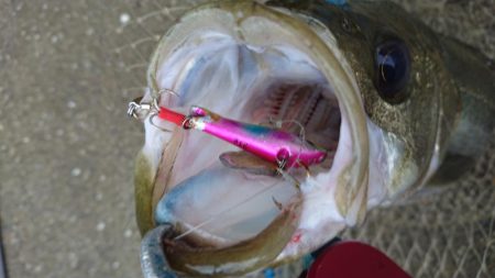 自分だけシーバス狙い！