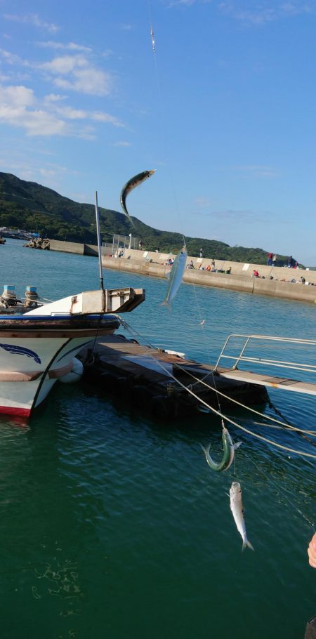 マイワシは餌なしでオッケー