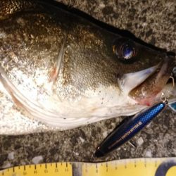 スイミングシンペンでしてやったり！