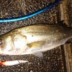 今日も小雨降る夕練