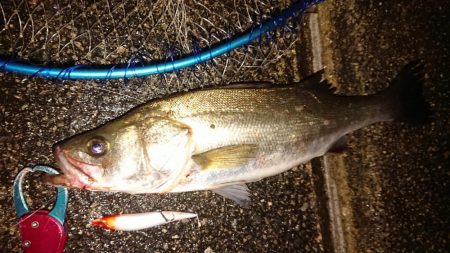 今日も小雨降る夕練