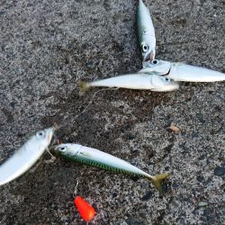 25時始夜釣り〜夕まづめ釣果