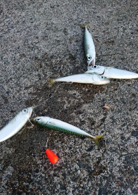 25時始夜釣り〜夕まづめ釣果