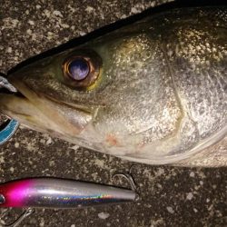 夕練シーバス一時間調査！