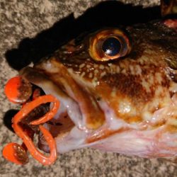 ガシラからの、可愛いシーバスキャッチ♪