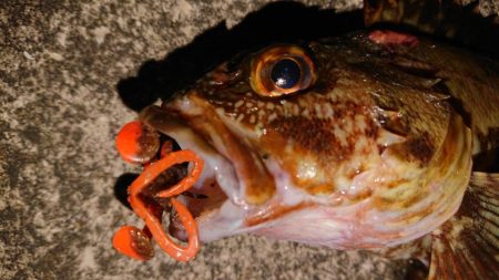 ガシラからの、可愛いシーバスキャッチ♪