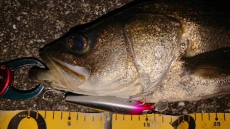 夕練、シーバスからのタチウオハンティング！