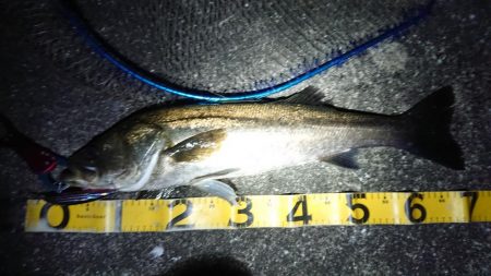 夕練シーバス70キャッチもバラシ半分…