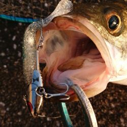 朝練、シーバス調査!