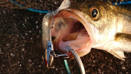 朝練、シーバス調査!