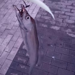 タチウオ今日から大潮