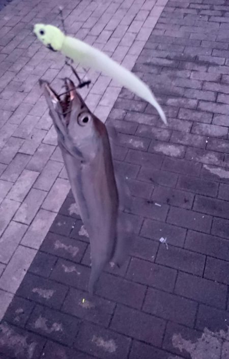 タチウオ今日から大潮