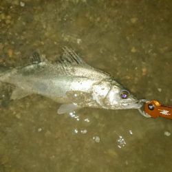 短時間釣行 シーバス