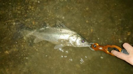 短時間釣行 シーバス