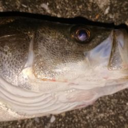 夕練北風強かった~